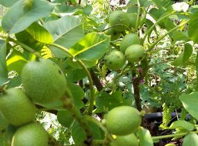 Ořešák vlašský (královský) 'Minimultiflora' - Juglans regia 'Minimultiflora'