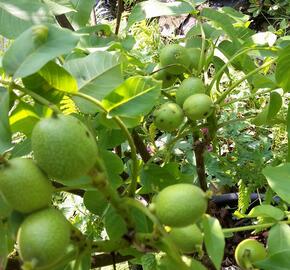 Ořešák vlašský (královský) 'Minimultiflora'