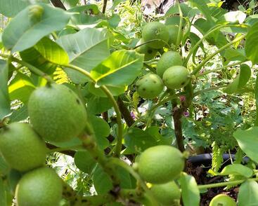 Ořešák vlašský (královský) 'Minimultiflora'