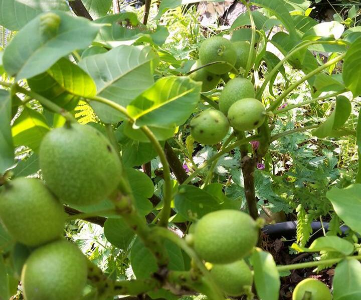 Ořešák vlašský (královský) 'Minimultiflora' - Juglans regia 'Minimultiflora'