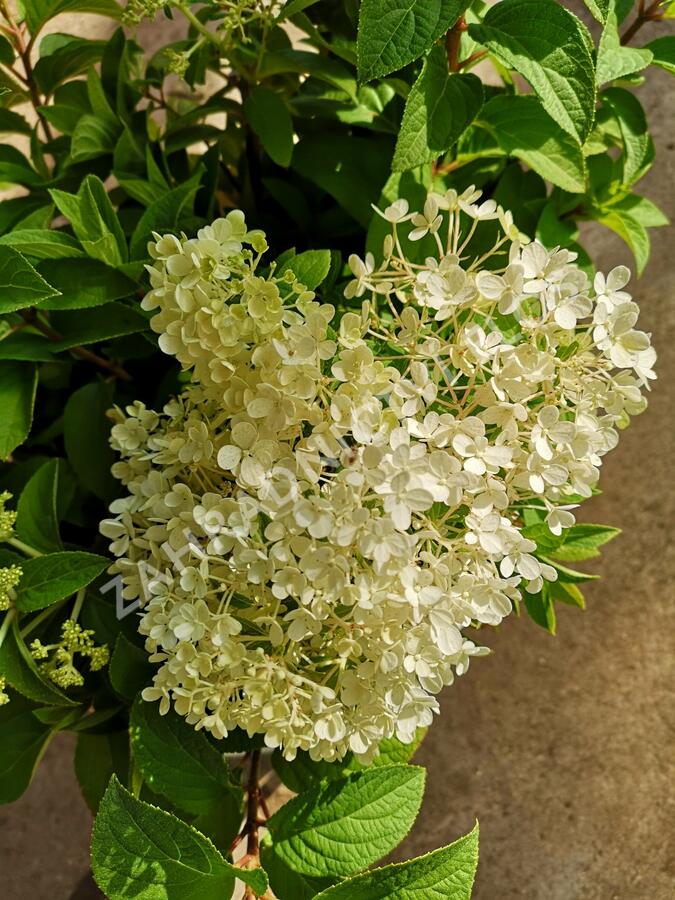Hortenzie latnatá 'Bobo' - Hydrangea paniculata 'Bobo'