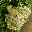 Hortenzie latnatá 'Bobo' - Hydrangea paniculata 'Bobo'