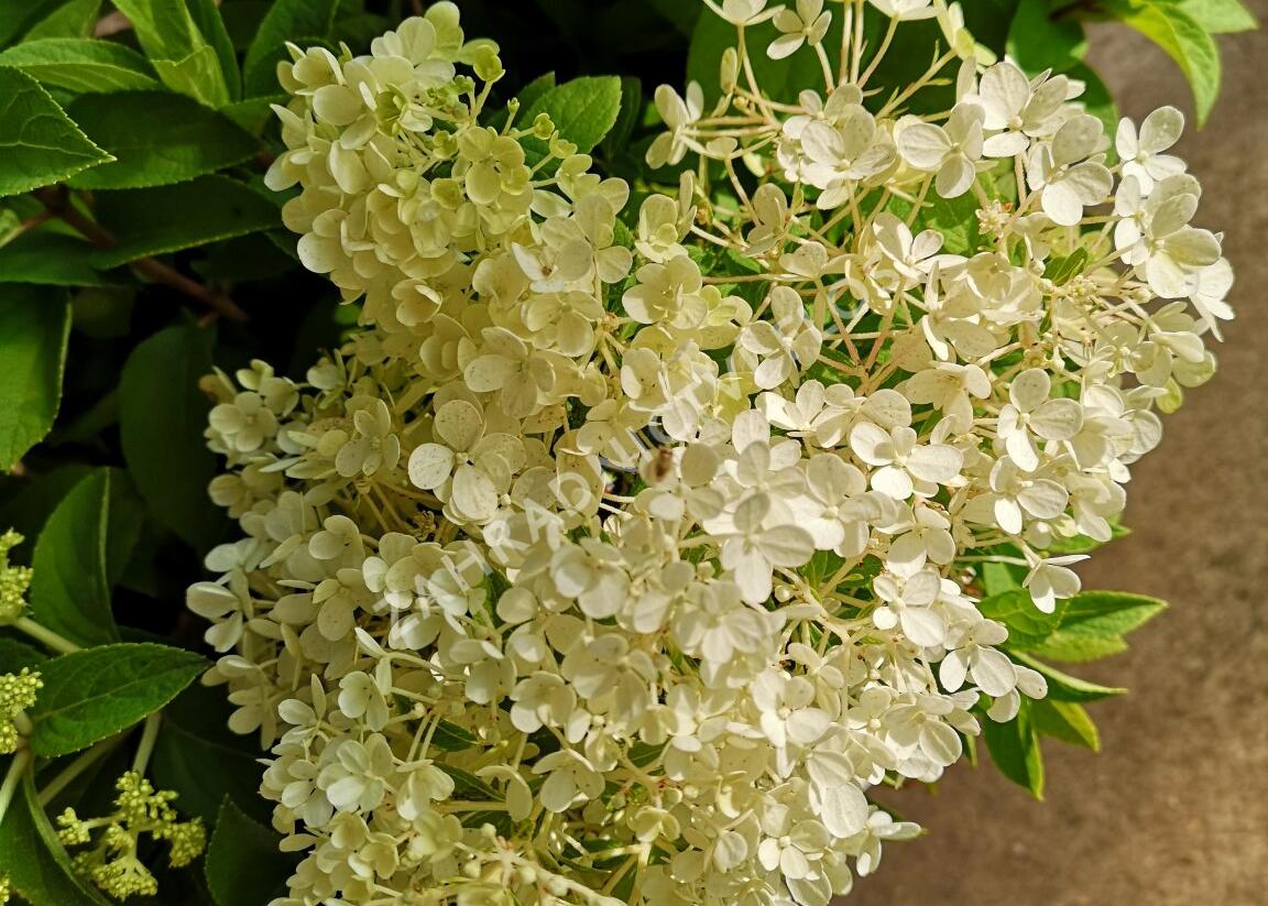 Hortenzie latnatá 'Bobo' - Hydrangea paniculata 'Bobo'