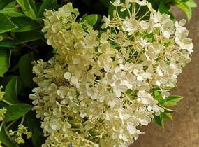 Hortenzie latnatá 'Bobo' - Hydrangea paniculata 'Bobo'