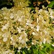 Hortenzie latnatá 'Bobo' - Hydrangea paniculata 'Bobo'