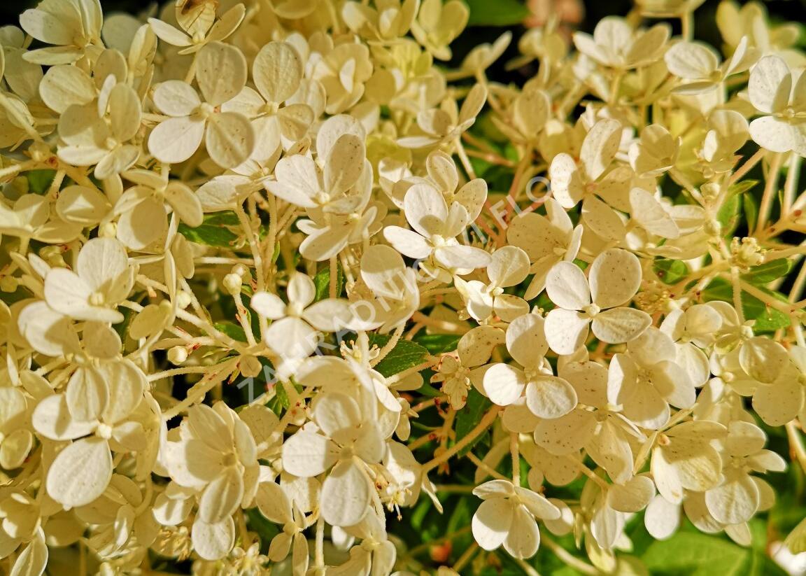 Hortenzie latnatá 'Bobo' - Hydrangea paniculata 'Bobo'