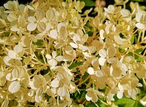 Hortenzie latnatá 'Bobo' - Hydrangea paniculata 'Bobo'