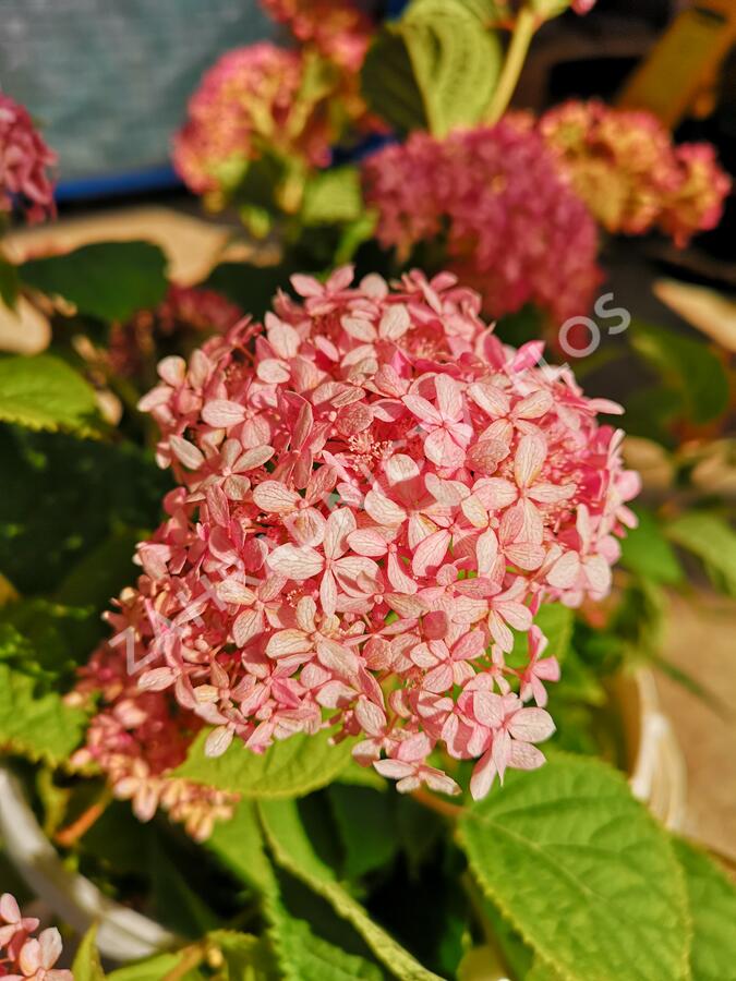 Hortenzie stromečkovitá 'Invincibelle'® Pink Annabelle - Hydrangea arborescens 'Invincibelle'® Pink Annabelle