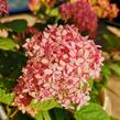 Hortenzie stromečkovitá 'Invincibelle'® Pink Annabelle - Hydrangea arborescens 'Invincibelle'® Pink Annabelle