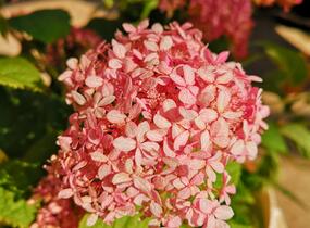 Hortenzie stromečkovitá 'Invincibelle'® Pink Annabelle - Hydrangea arborescens 'Invincibelle'® Pink Annabelle