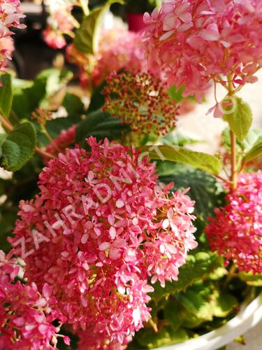 Hortenzie stromečkovitá 'Invincibelle'® Pink Annabelle - Hydrangea arborescens 'Invincibelle'® Pink Annabelle