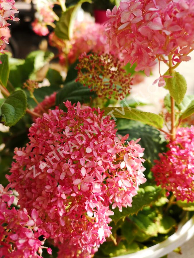 Hortenzie stromečkovitá 'Invincibelle'® Pink Annabelle - Hydrangea arborescens 'Invincibelle'® Pink Annabelle