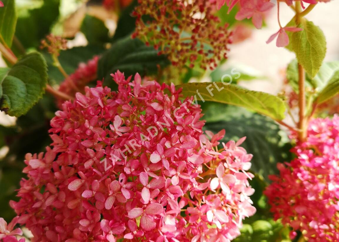 Hortenzie stromečkovitá 'Invincibelle'® Pink Annabelle - Hydrangea arborescens 'Invincibelle'® Pink Annabelle
