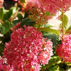 Hortenzie stromečkovitá 'Invincibelle'® Pink Annabelle - Hydrangea arborescens 'Invincibelle'® Pink Annabelle