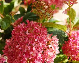 Hortenzie stromečkovitá 'Invincibelle'® Pink Annabelle