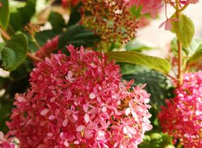 Hortenzie stromečkovitá 'Invincibelle'® Pink Annabelle - Hydrangea arborescens 'Invincibelle'® Pink Annabelle