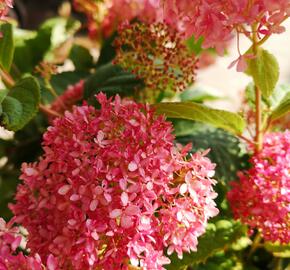 Hortenzie stromečkovitá 'Invincibelle'® Pink Annabelle - Hydrangea arborescens 'Invincibelle'® Pink Annabelle