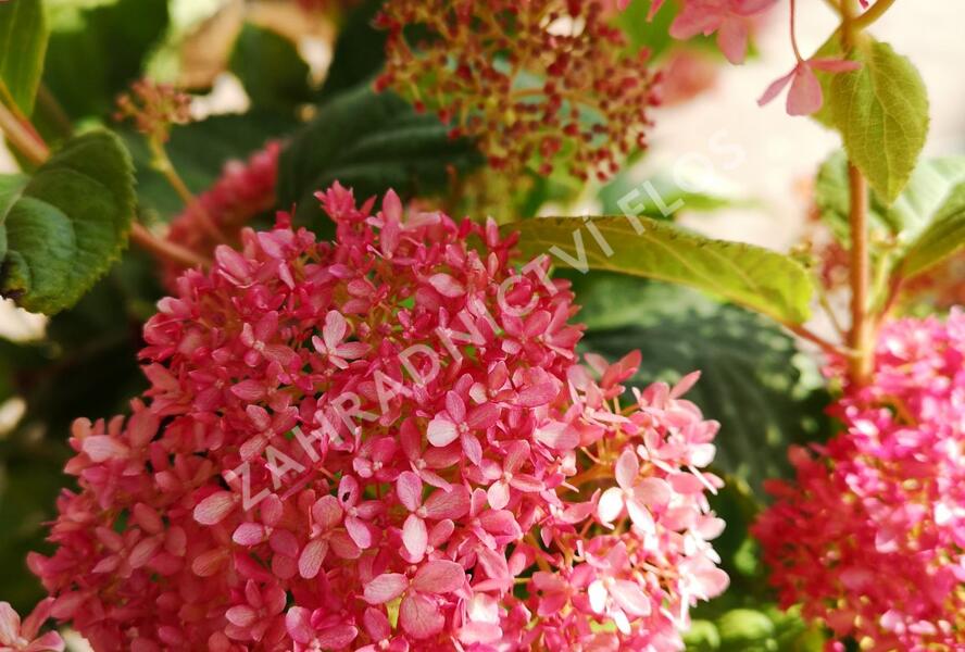Hortenzie stromečkovitá 'Invincibelle'® Pink Annabelle - Hydrangea arborescens 'Invincibelle'® Pink Annabelle