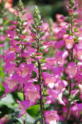 Náprstník 'Berry Canary' - Digiplexis 'Berry Canary'