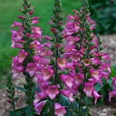 Náprstník 'Berry Canary' - Digiplexis 'Berry Canary'