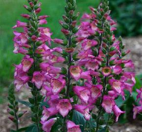 Náprstník 'Berry Canary' - Digiplexis 'Berry Canary'