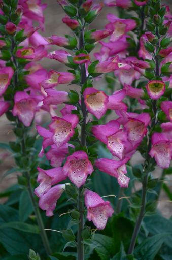 Náprstník 'Berry Canary' - Digiplexis 'Berry Canary'