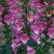 Náprstník 'Berry Canary' - Digiplexis 'Berry Canary'
