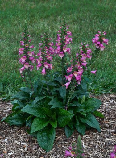 Náprstník 'Berry Canary' - Digiplexis 'Berry Canary'