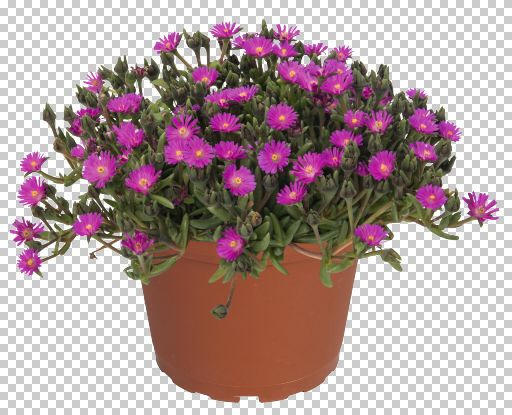 Kosmatec 'Jewel of Desert Opal' - Delosperma hybrida 'Jewel of Desert Opal'