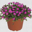 Kosmatec 'Jewel of Desert Opal' - Delosperma hybrida 'Jewel of Desert Opal'