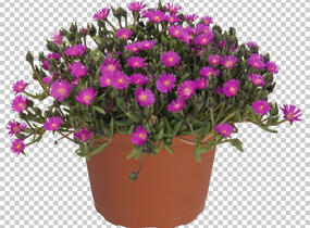 Kosmatec 'Jewel of Desert Opal' - Delosperma hybrida 'Jewel of Desert Opal'