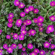 Kosmatec 'Jewel of Desert Opal' - Delosperma hybrida 'Jewel of Desert Opal'