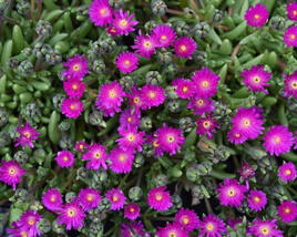Kosmatec 'Jewel of Desert Opal'