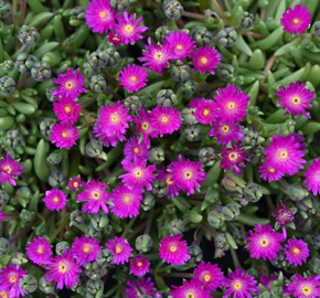 Kosmatec 'Jewel of Desert Opal' - Delosperma hybrida 'Jewel of Desert Opal'