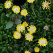 Kosmatec 'Jewel of Desert Peridot' - Delosperma hybrida 'Jewel of Desert Peridot'