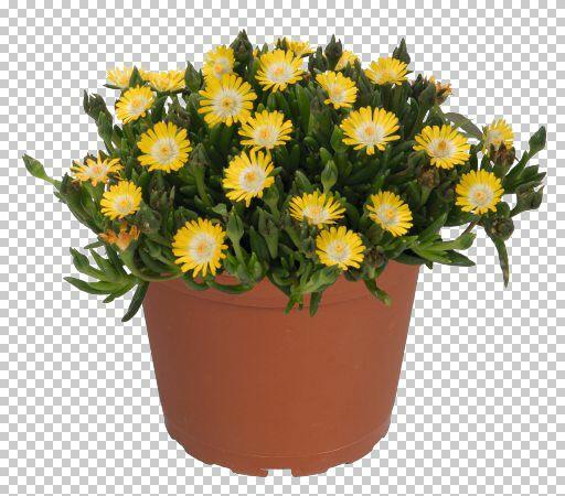 Kosmatec 'Jewel of Desert Peridot' - Delosperma hybrida 'Jewel of Desert Peridot'