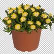 Kosmatec 'Jewel of Desert Peridot' - Delosperma hybrida 'Jewel of Desert Peridot'