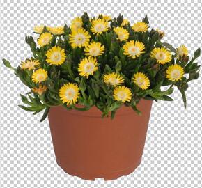 Kosmatec 'Jewel of Desert Peridot' - Delosperma hybrida 'Jewel of Desert Peridot'