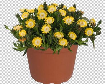 Kosmatec 'Jewel of Desert Peridot'