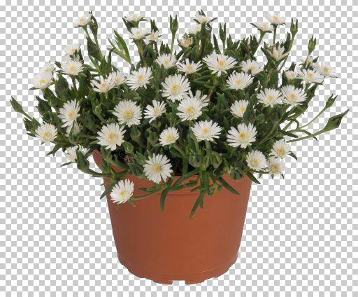 Kosmatec 'Jewel of Desert Moon Stone' - Delosperma hybrida 'Jewel of Desert Moon Stone'