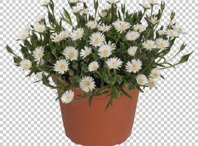 Kosmatec 'Jewel of Desert Moon Stone' - Delosperma hybrida 'Jewel of Desert Moon Stone'