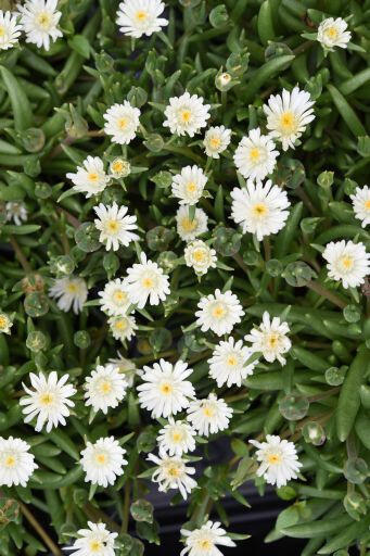 Kosmatec 'Jewel of Desert Moon Stone' - Delosperma hybrida 'Jewel of Desert Moon Stone'