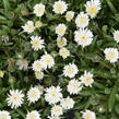 Kosmatec 'Jewel of Desert Moon Stone' - Delosperma hybrida 'Jewel of Desert Moon Stone'