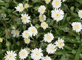 Kosmatec 'Jewel of Desert Moon Stone' - Delosperma hybrida 'Jewel of Desert Moon Stone'