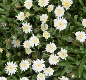 Kosmatec 'Jewel of Desert Moon Stone'