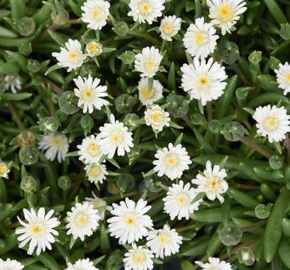 Kosmatec 'Jewel of Desert Moon Stone' - Delosperma hybrida 'Jewel of Desert Moon Stone'