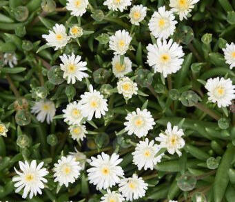 Kosmatec 'Jewel of Desert Moon Stone'