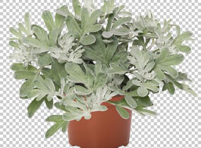 Pelyněk stříbřitý 'Silver Brocade' - Artemisia stelleriana 'Silver Brocade'