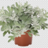 artemisia-stelleriana-silver-brocade.png