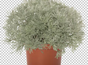 Pelyněk Schmidtův 'Silver Mound' - Artemisia schmidtiana 'Silver Mound'